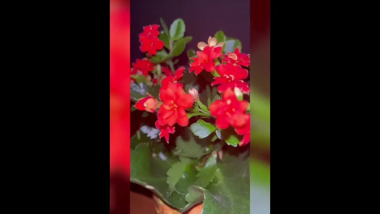 Video: Moc slov