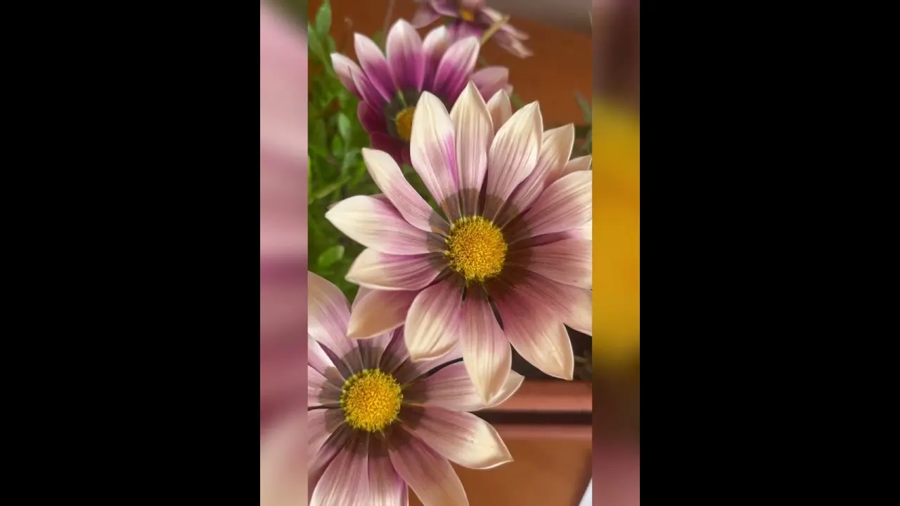 Video: Nic není náhoda, všechno má svůj důvod