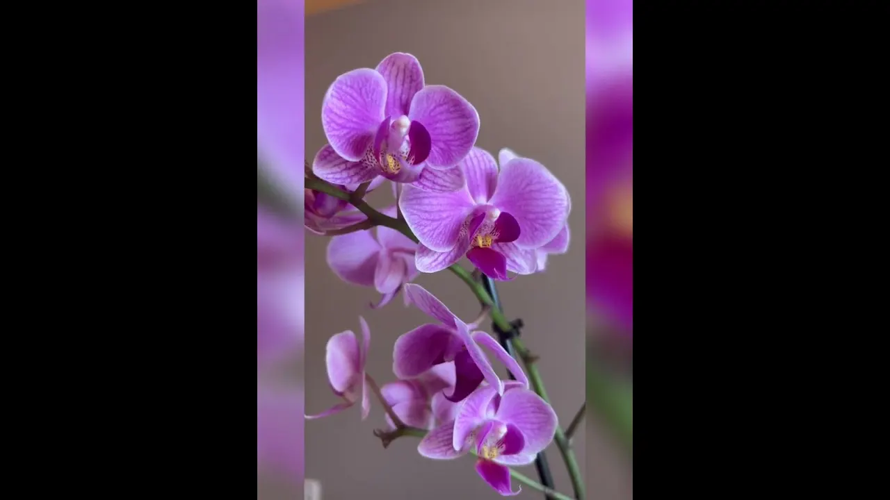 Video: Návrat sebehodnoty